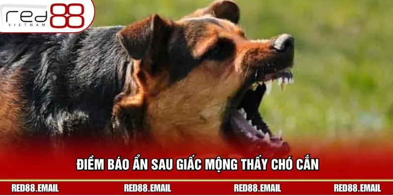 Điềm báo ẩn sau giấc mộng thấy chó cắn