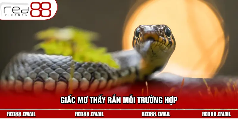 Giấc mơ thấy rắn mỗi trường hợp