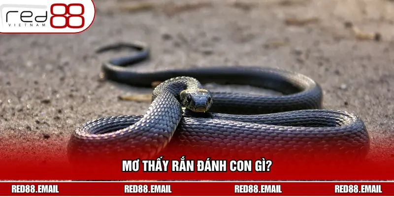 Mơ Thấy Rắn Đánh Con Gì? Giải Mã Giấc Mơ Chuẩn Xác Nhất
